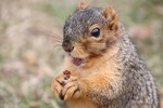 Squirrel Prover